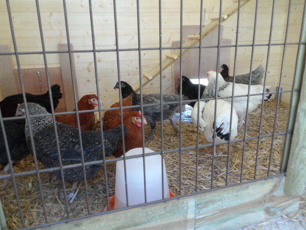 poules