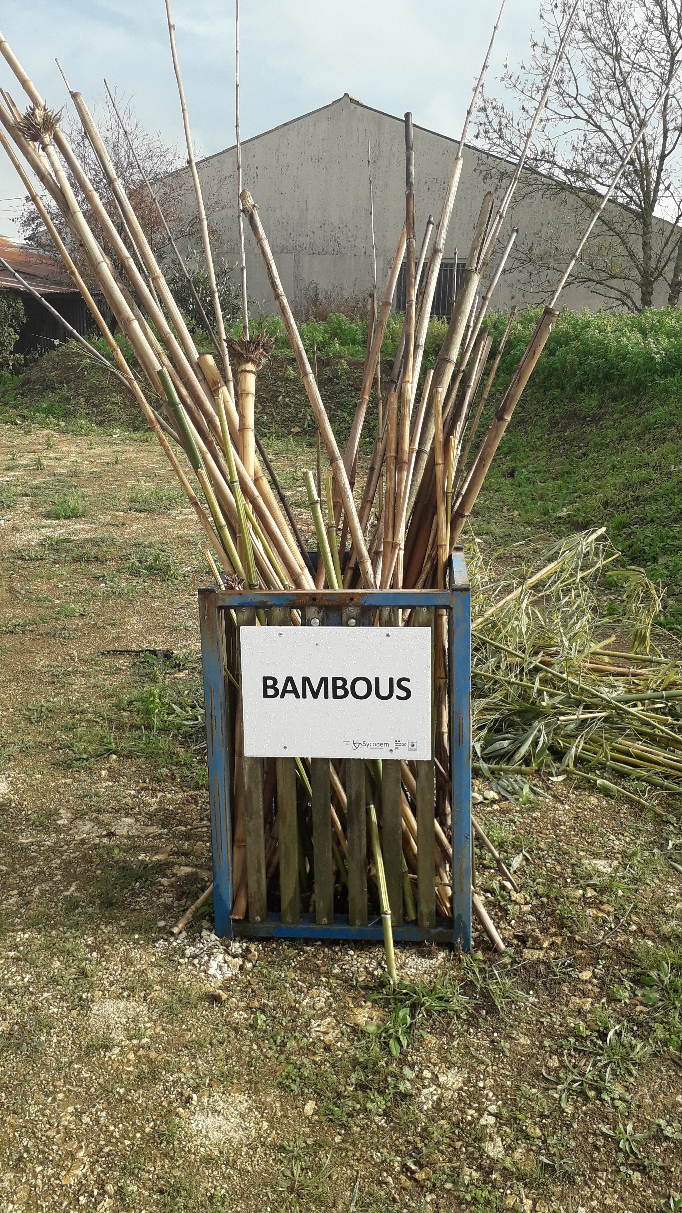 flux bambous Xanton
